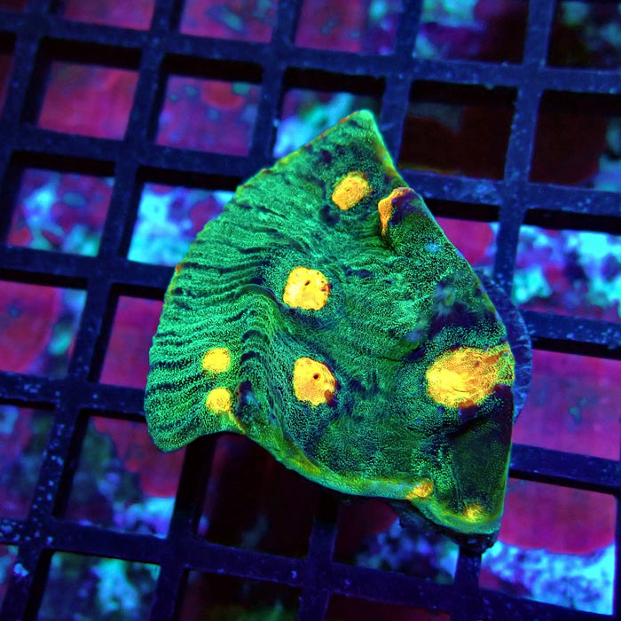 Chalice Coral Frag (11)