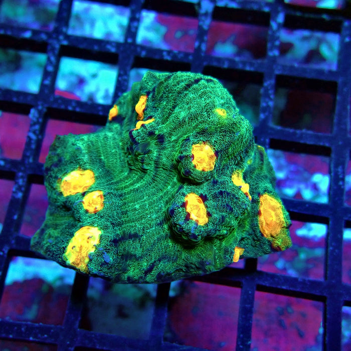 Chalice Coral Frag (11)