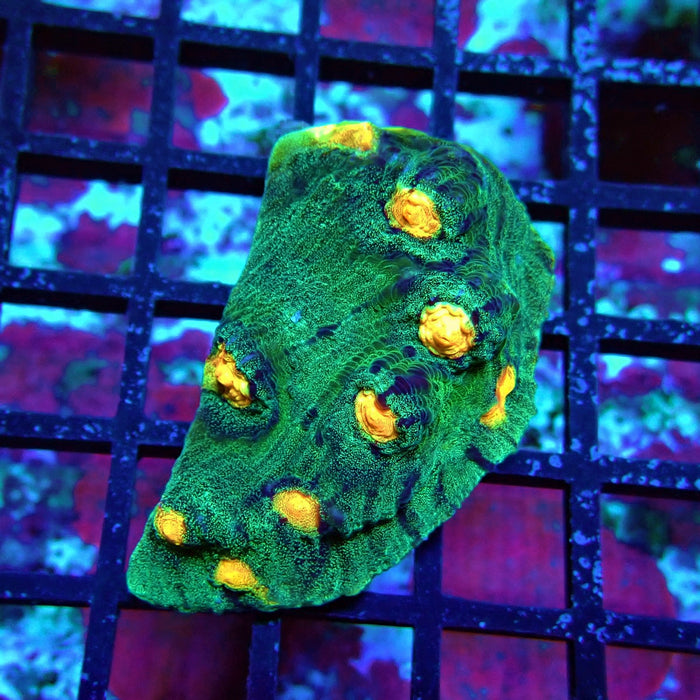 Chalice Coral Frag (11)