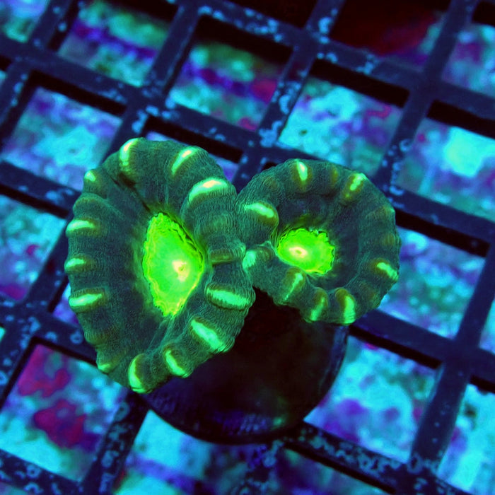 Striped Green Candy Kane