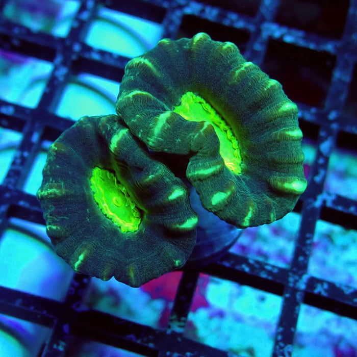 Striped Green Candy Kane