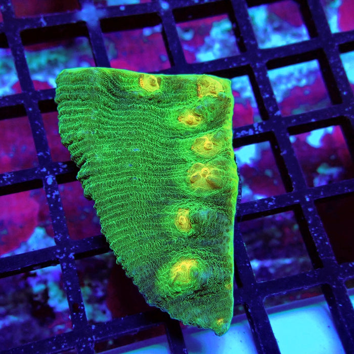 Chalice Coral Frag (1)