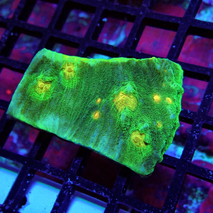 Chalice Coral Frag (1)