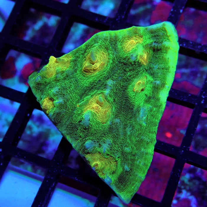 Chalice Coral Frag (1)