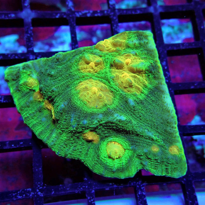 Chalice Coral Frag (1)