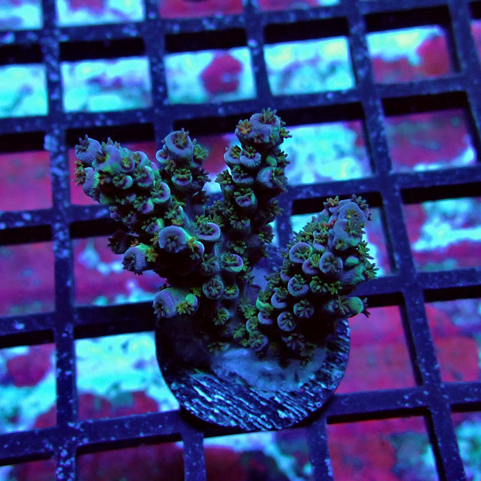 Blue Pink Scale Tenuis Acro