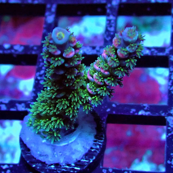 REx Green Blue Pink Scale Tenuis Acro