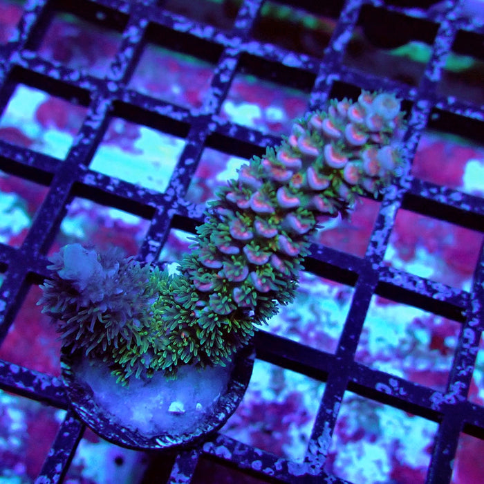REx Green Blue Pink Scale Tenuis Acro