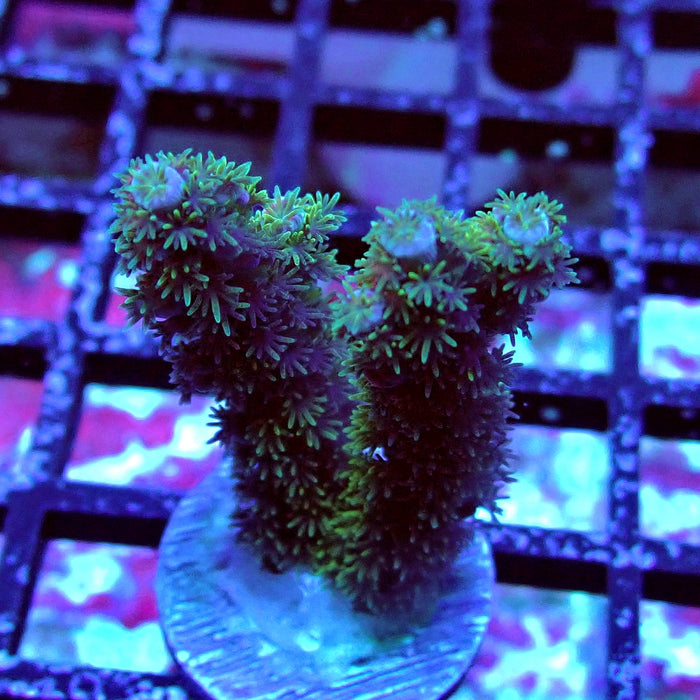 REx Green Blue Pink Scale Tenuis Acro