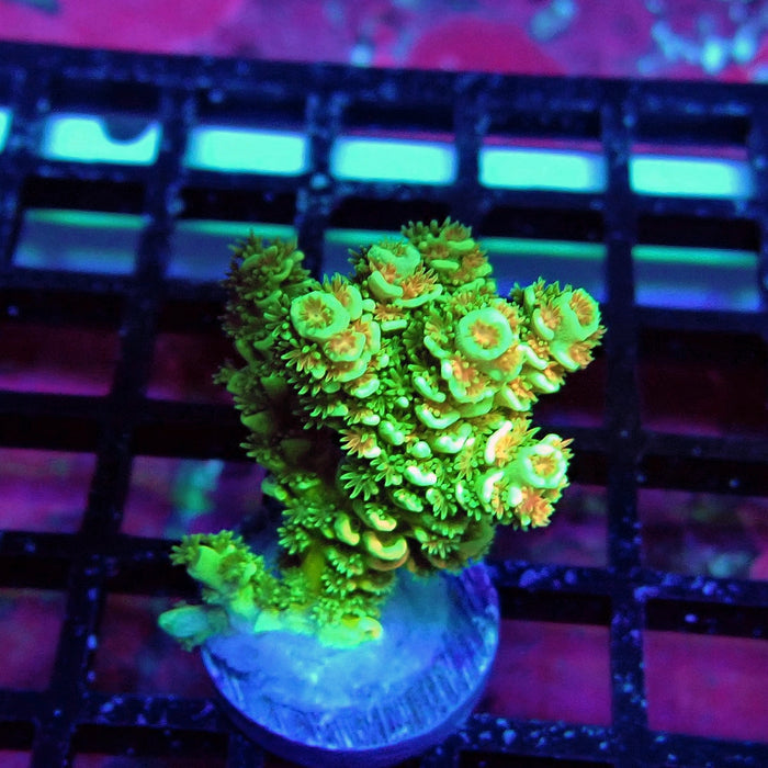 Green Orange Polyps Tenuis Acro