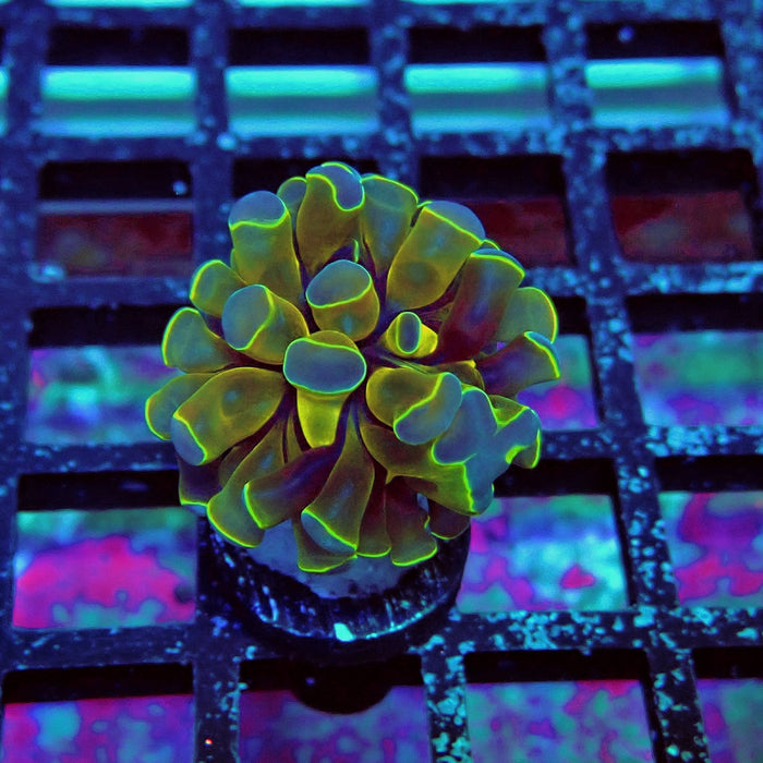 Contrast Hologram Hammer