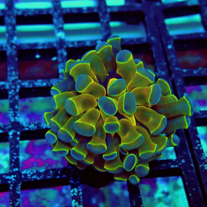 Contrast Hologram Hammer