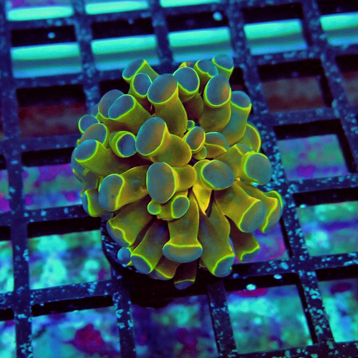 Contrast Hologram Hammer
