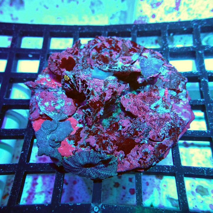 Blue Rhodactis Colony