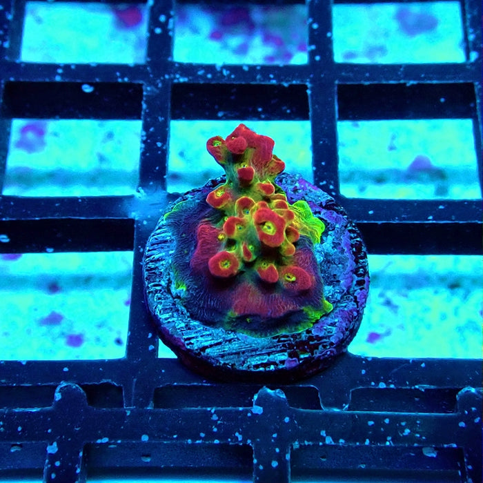 REx Rainbow Worms