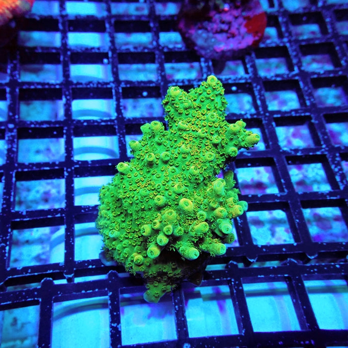 Acro Mini Colony