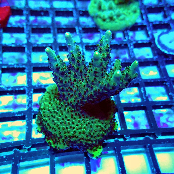 Acro Mini Colony