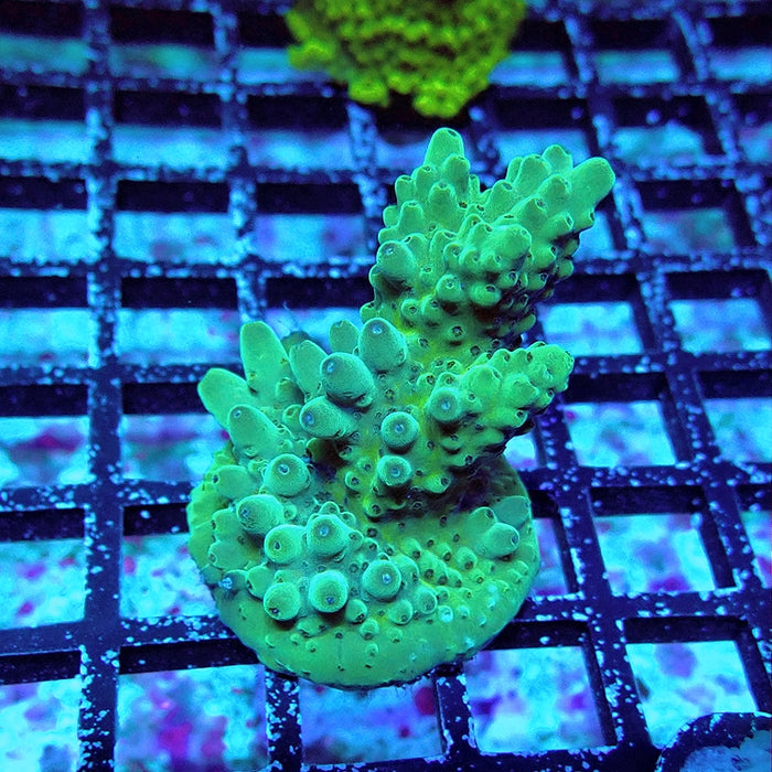 Acro Mini Colony