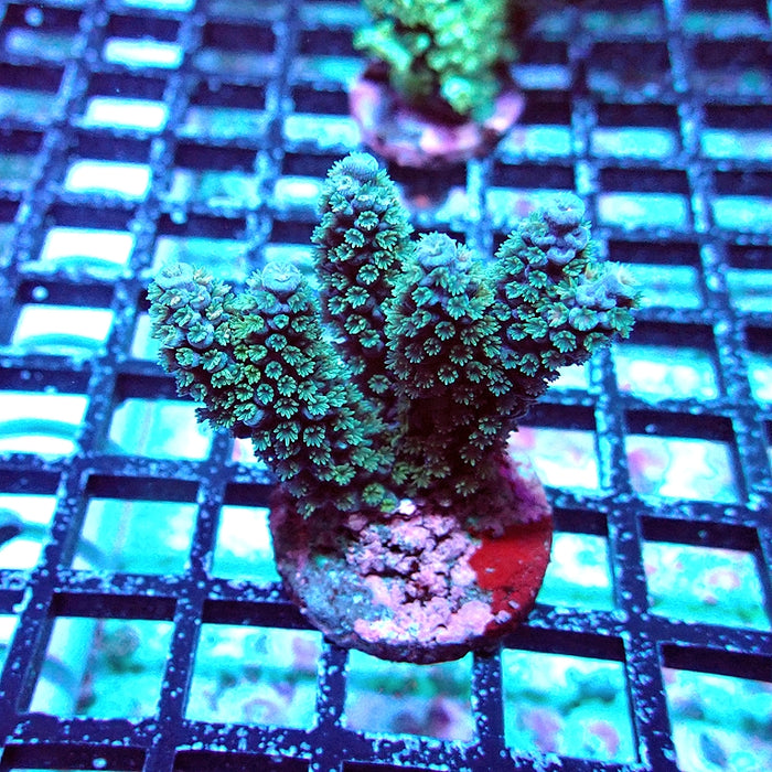 Acro Mini Colony