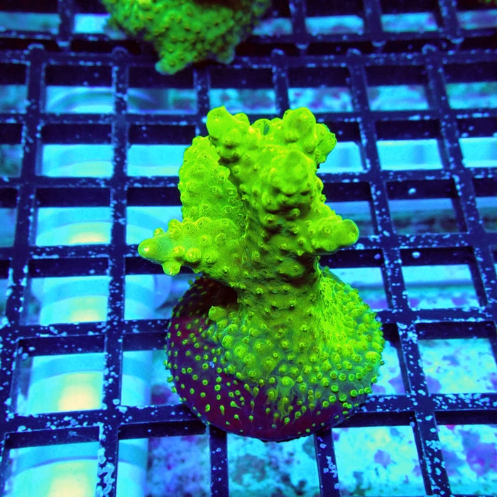 Acro Mini Colony