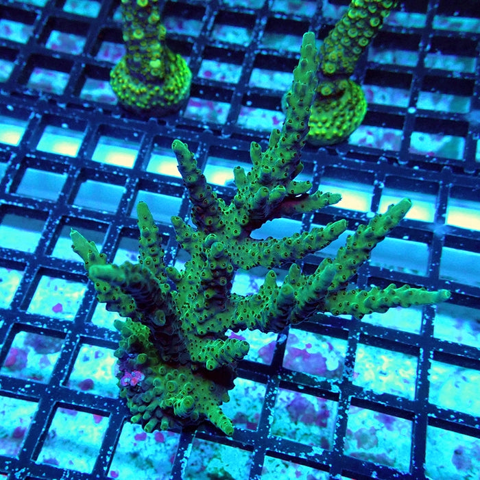 Acro Colony