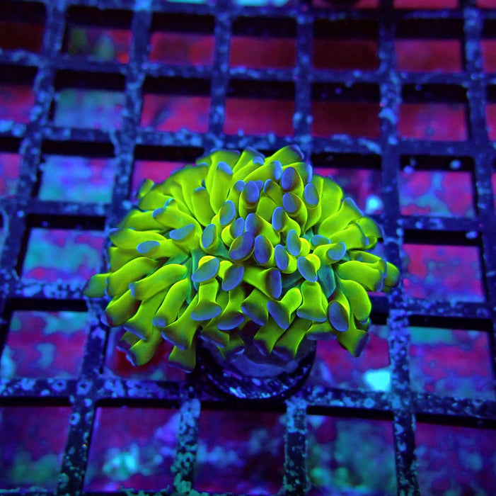 Blue Ultra Green Hammer