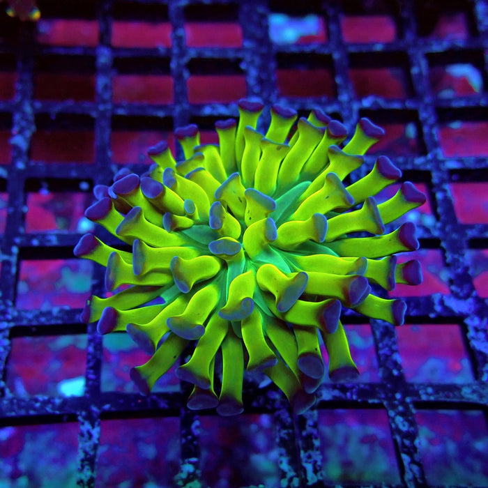 Blue Ultra Green Hammer