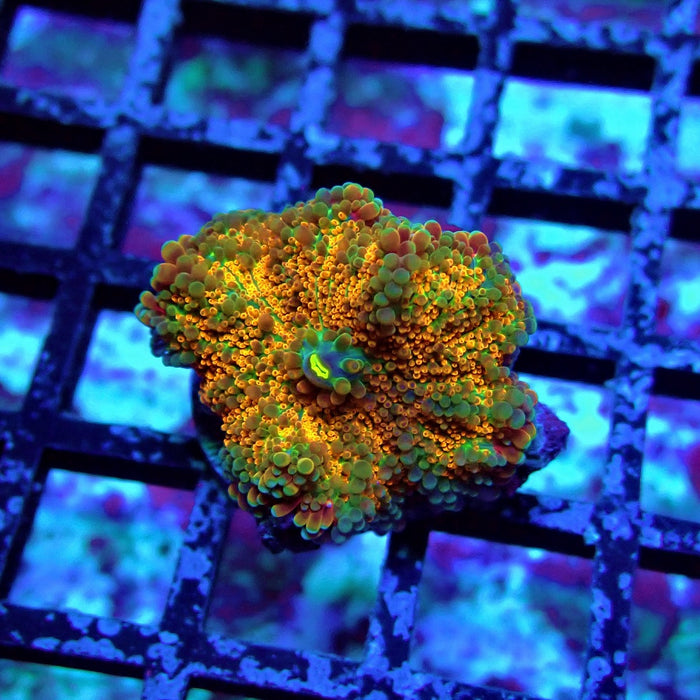 Orange Ricordea Yuma