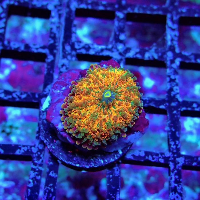 Orange Ricordea Yuma