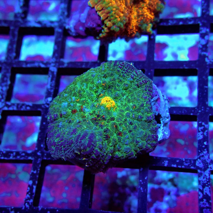 Blue-Green-Yellow Rhodactis