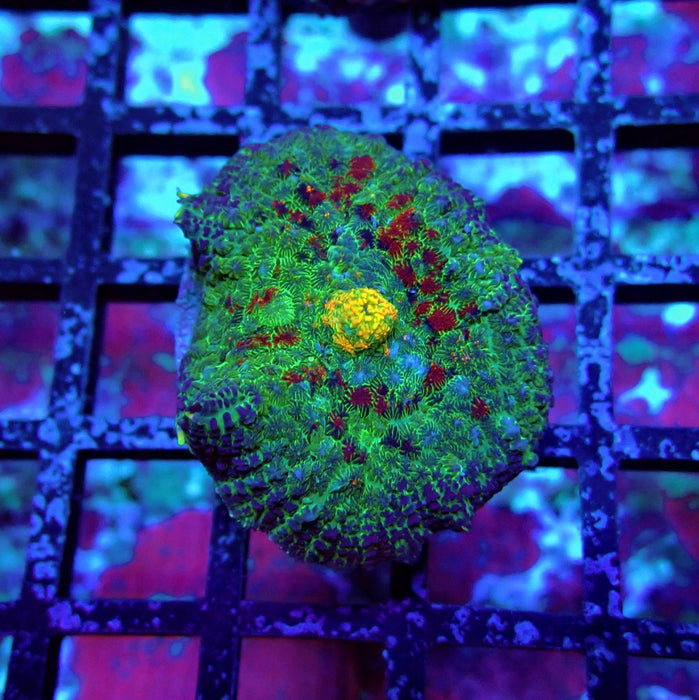 Blue-Green-Yellow Rhodactis
