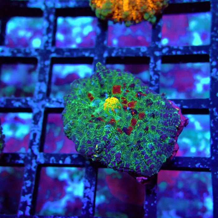 Blue-Green-Yellow Rhodactis