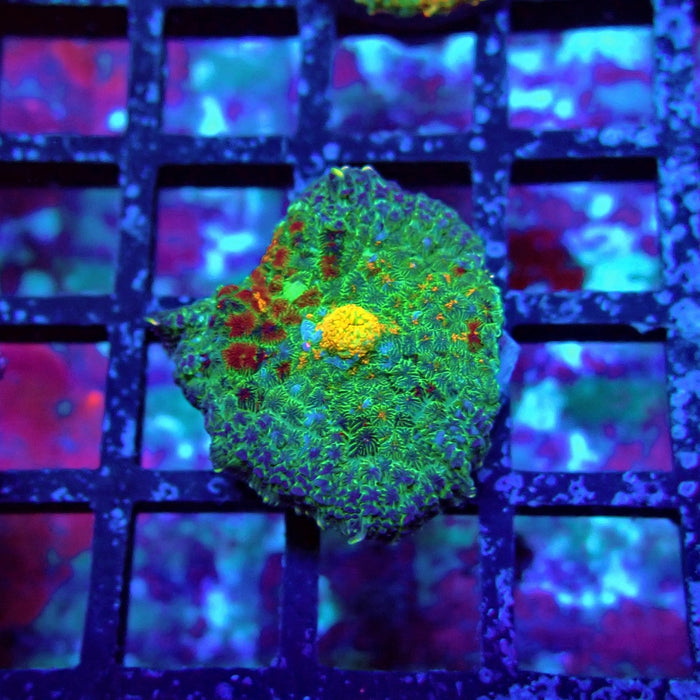 Blue-Green-Yellow Rhodactis