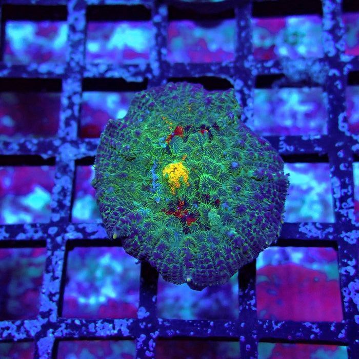 Blue-Green-Yellow Rhodactis