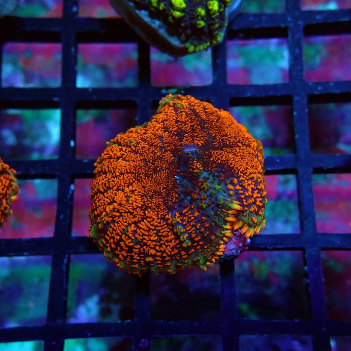 Red Black Rhodactis