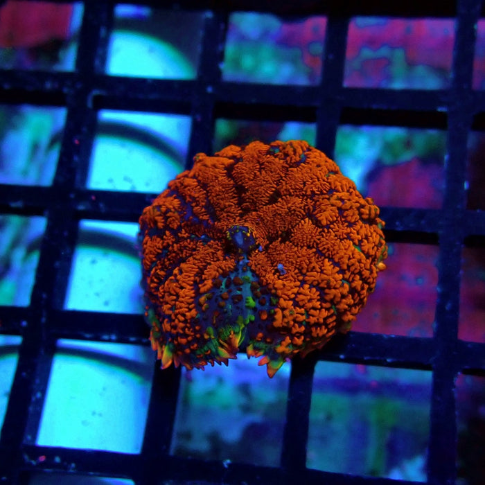 Red Black Rhodactis