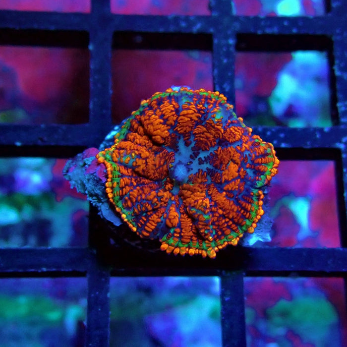 Red Black Rhodactis
