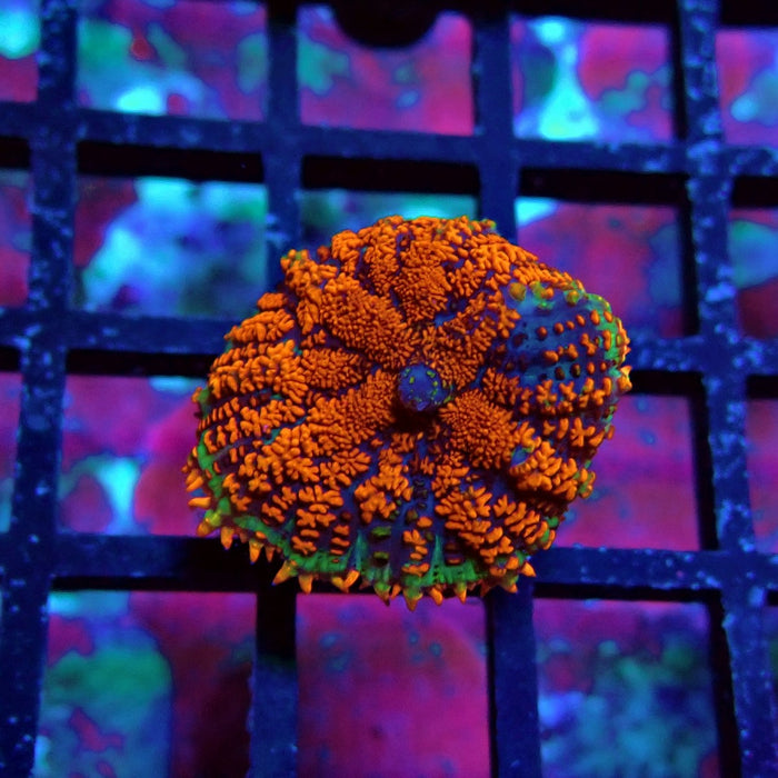 Red Black Rhodactis