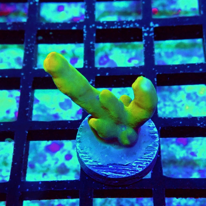 Acro Frag Aquaculture
