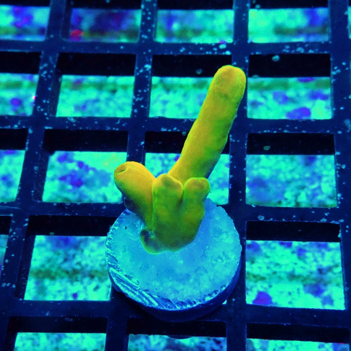 Acro Frag Aquaculture