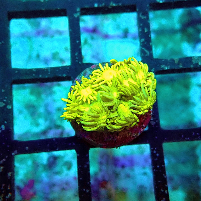 Goniopora Ultra
