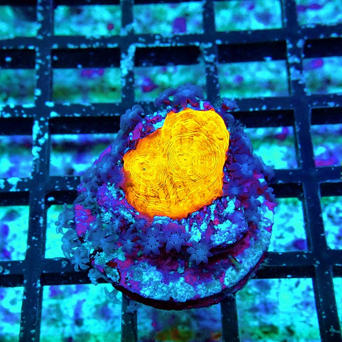 Chalice Frag