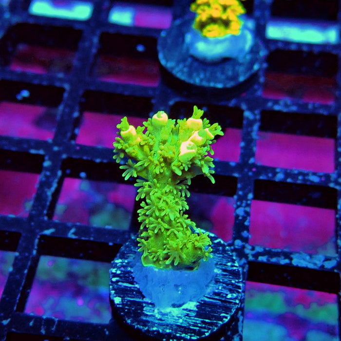 Fuzzy Blue-Green-Yellow Acro