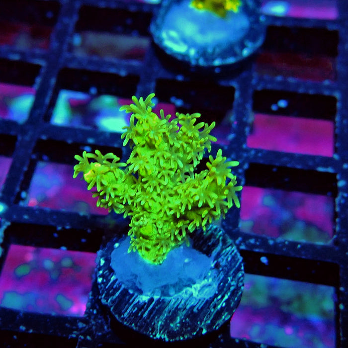 Fuzzy Blue-Green-Yellow Acro