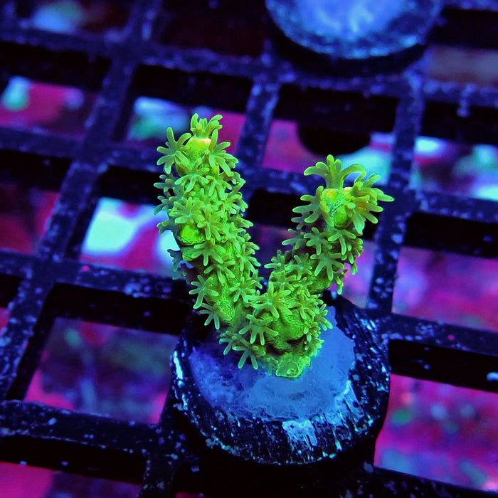 Fuzzy Blue-Green-Yellow Acro