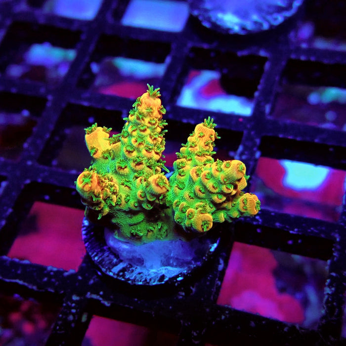 REx Green Red Tips Hyacinthus Acro