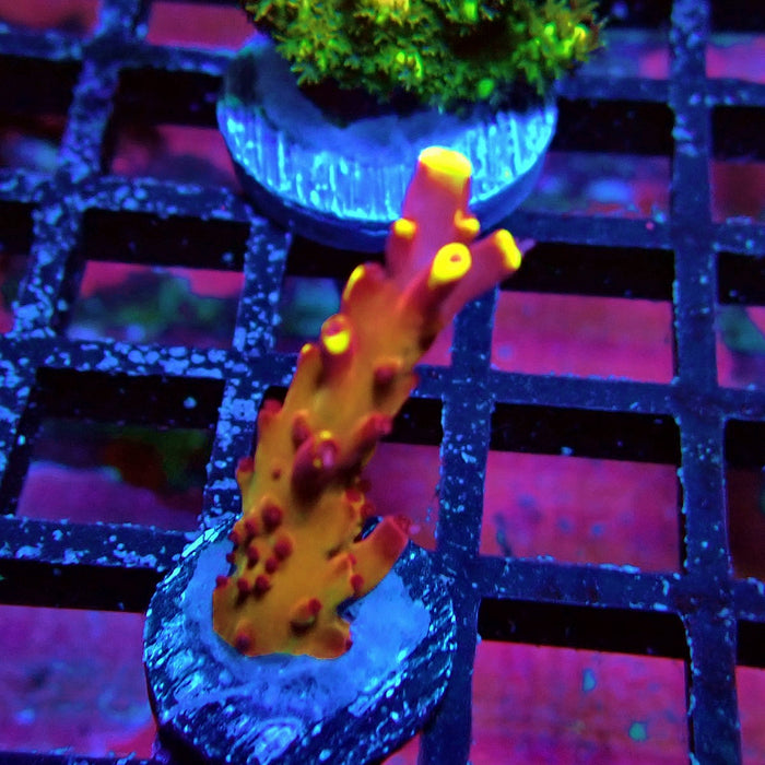 JF Fox Flame Acro