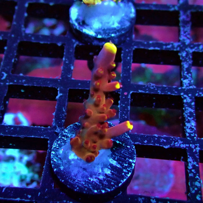 JF Fox Flame Acro