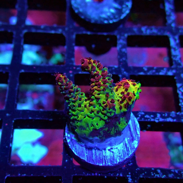 Mille Rainbow Acro