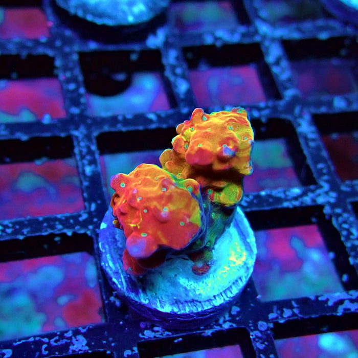 REx Rainbow Frodo Acro
